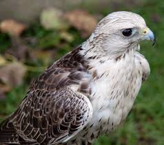 Saker Falcon