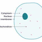 Animal cells 