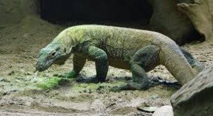 Komodo Dragon