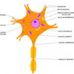 Nerve Cell