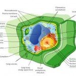 Plant cells 