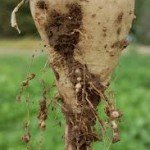 Sugarbeet Nematode