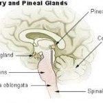 pituitary gland