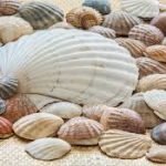 sea shells