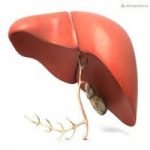 Liver