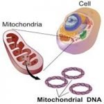 Mitochondria