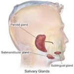 Salivary Glands