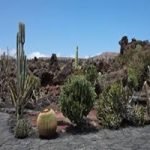 Xerophytes examples