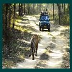 Kanha tiger reserve