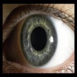 cornea