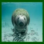 sea cow