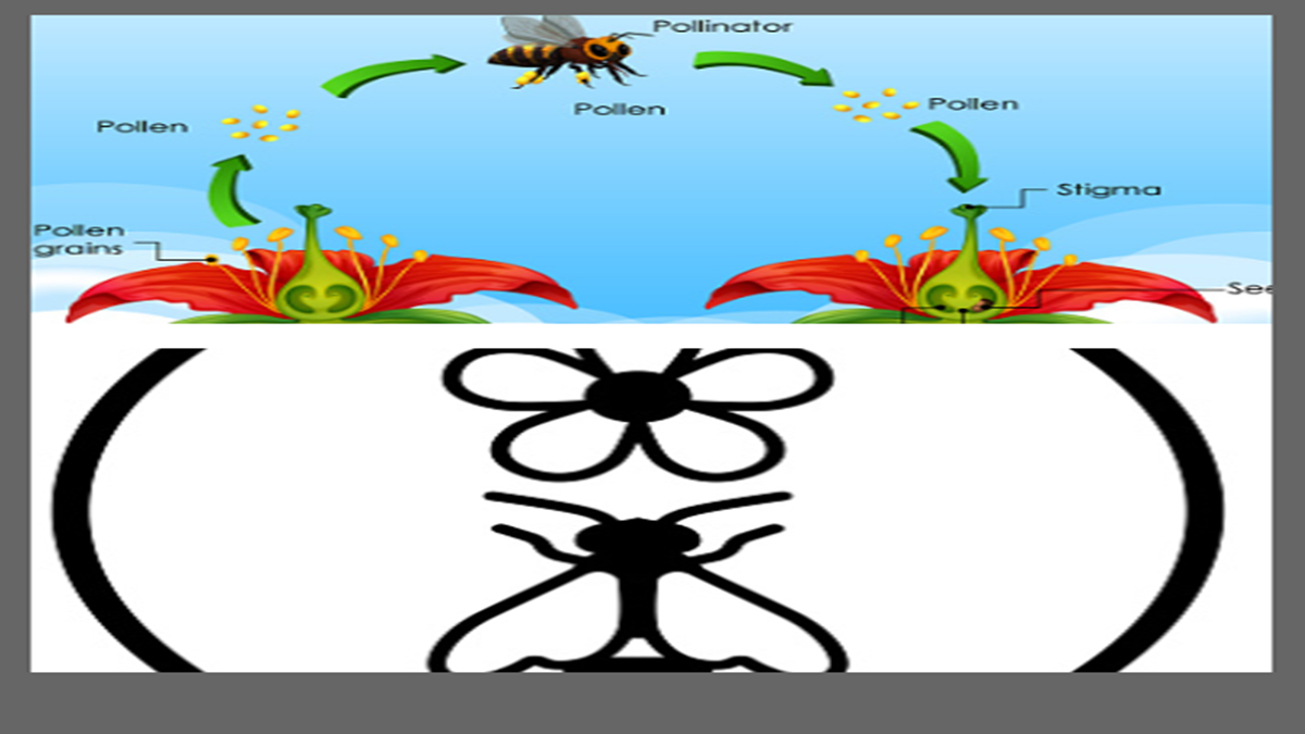 Difference between Self Pollination and Cross Pollination