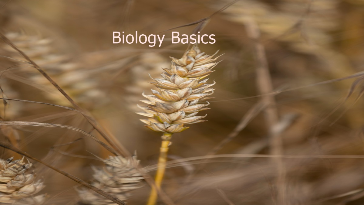 Biology Basics