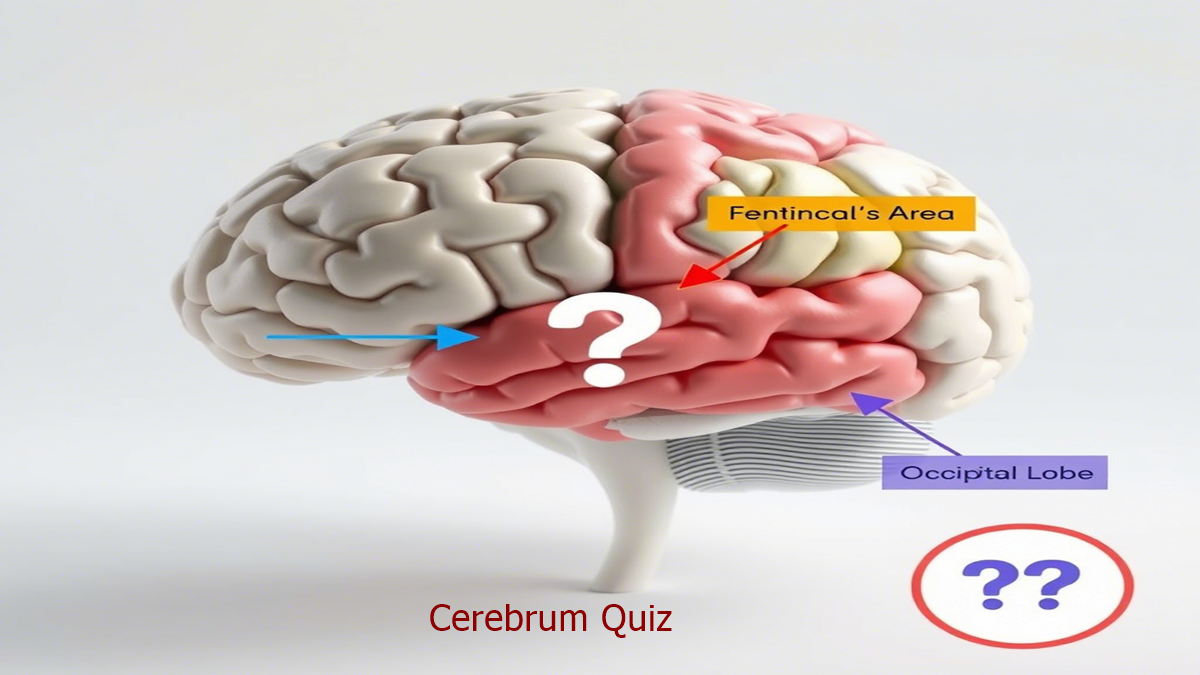 Cerebrum Quiz