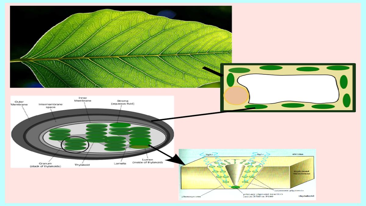 Chlorophyll Related Questions