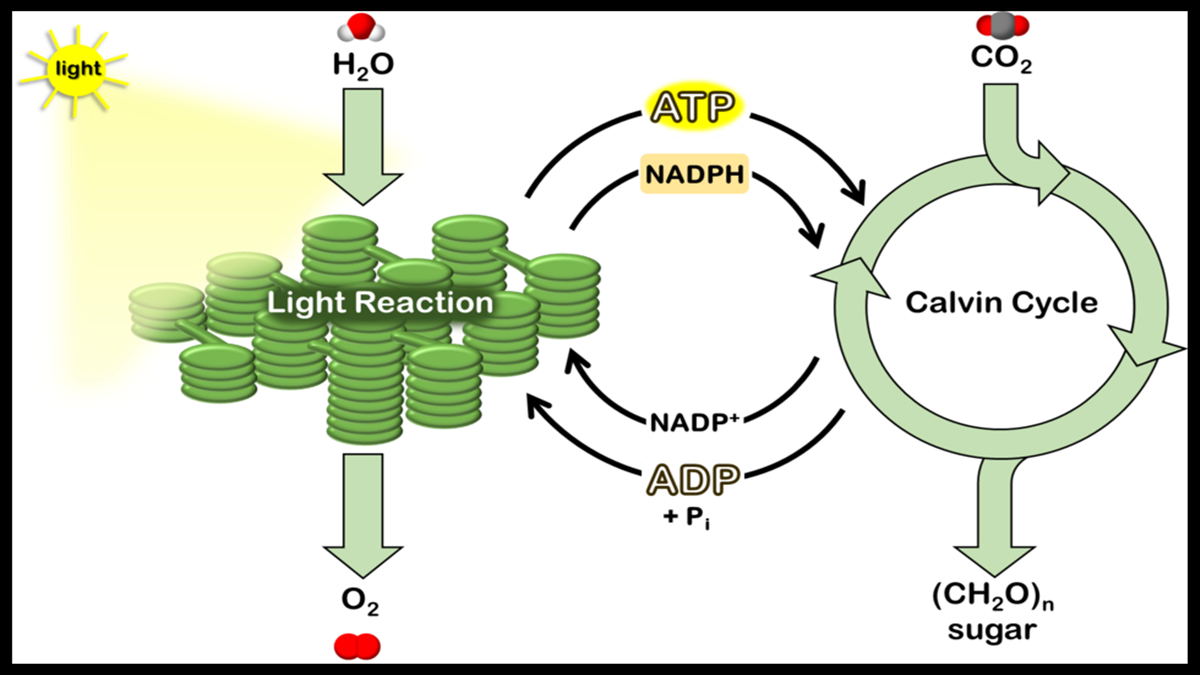 Photosynthesis Questions and Answers